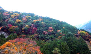 山の緑と紅葉